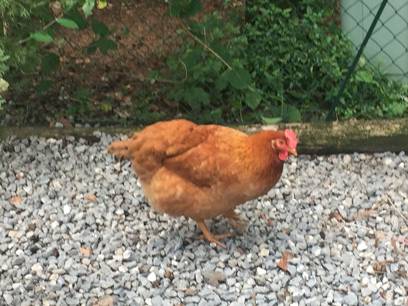 Lombardisches Huhn