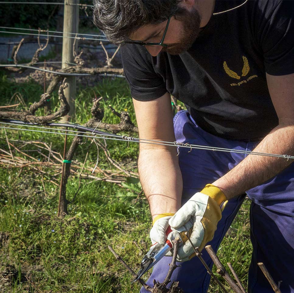 A man pruning a grape tree